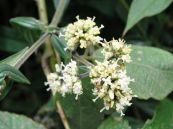 Dạ cẩm - Chữa viêm loét dạ dày, lở miệng