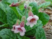 Địa hoàng - Chữa trị ôn bệnh vào dinh huyết, hầu họng dưng đau, huyết nhiệt