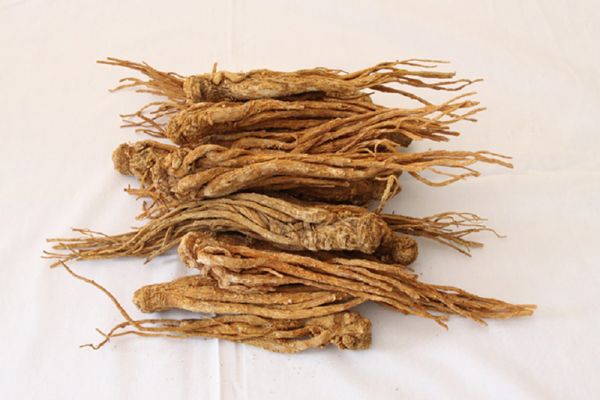 Đương quy di thực - Chữa kinh nguyệt không đều, bụng thắt lưng đau