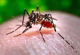 Hội chứng sốt chikungunya - Triệu chứng, nguyên nhân và cách điều trị