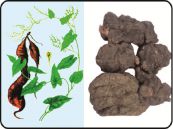 Hà thủ ô đỏ - Chữa huyết hư, da xanh, gầy, đau lưng, tóc bạc sớm, táo bón