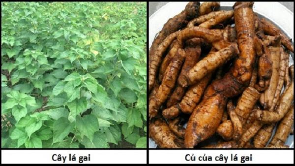 Rễ gai - Chữa huyết lâm, thổ huyết, hạ huyết, xích bạch đới, mụn nhọt, động thai ra máu