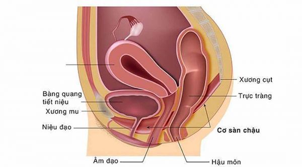 Bệnh sa tạng vùng chậu - Triệu chứng, nguyên nhân và cách điều trị
