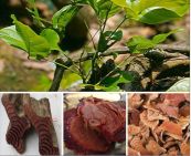 Huyết đằng - Chữa trị chứng huyết hư