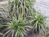 Huyết giác - Chữa máu tụ sưng đau, sau đẻ huyết hôi ứ trệ, bế kinh