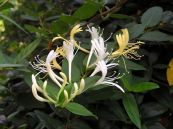 Kim ngân - Ho, ban sởi, mụn nhọt, mày đay, lở ngứa, nhiệt độc, lỵ