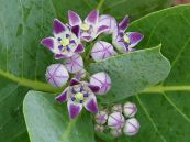 Lá hen - Chữa hen suyễn, ho, ngứa lở, mụn nhọt, đau răng, rắn cắn