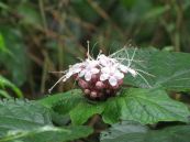 Mò hoa trắng - Chữa khí hư, bạch đới, kinh nguyệt không đều, mụn nhọt, lở ngứa