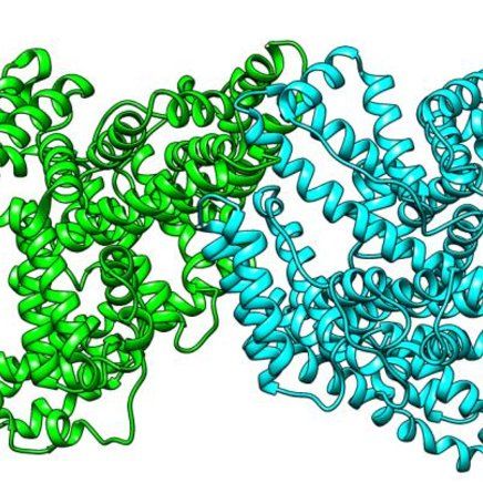 Protein albumin - Những thông tin cần biết