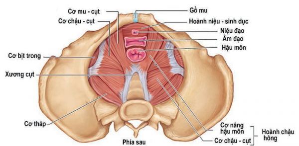 Bệnh rối loạn chức năng sàn chậu - Triệu chứng, nguyên nhân và cách điều trị