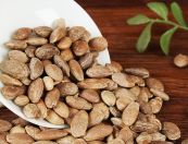 Hạt qua lâu - Chữa ho có đờm dính, táo bón, mụn nhọt, sữa ít