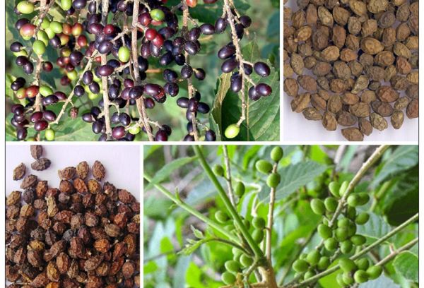 Nha đàm tử - Chữa lỵ amib, sốt rét, dùng ngoài chữa hạt cơm, chai chân