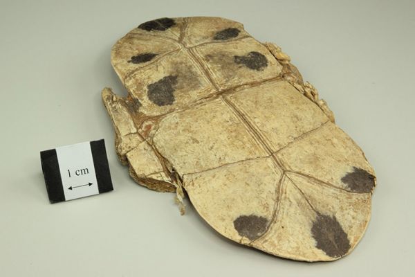 Quy giáp và quy bản - Chữa âm hư, chóng mặt, hoa mắt, hư phong nội động