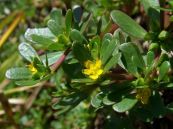 Rau sam - Chữa xích bạch lỵ, đinh nhọt, đau, eczema, trĩ, rắn cắn