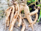 Sâm bố chính - Cơ thể, thần kinh suy nhược, hoa mắt, chóng mặt, đau dạ dày, tiêu chảy