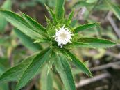 Thương truật - Chữa thấp trệ ở trung tiêu, phong thấp