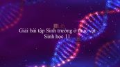 Giải bài tập SGK Sinh học 11 Bài 34: Sinh trưởng ở thực vật