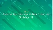 Giải bài tập SGK Sinh học 11 Bài 41: Sinh sản vô tính ở thực vật