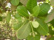 Mô ca - Thuốc chữa các vết thương