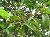 Mộc ký ngũ hùng - Chữa trị ho