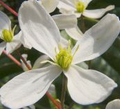 Mộc thông nhỏ - Trị viêm nhiễm, niệu đạo