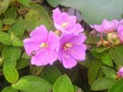 Mua - Giải độc tiêu thũng