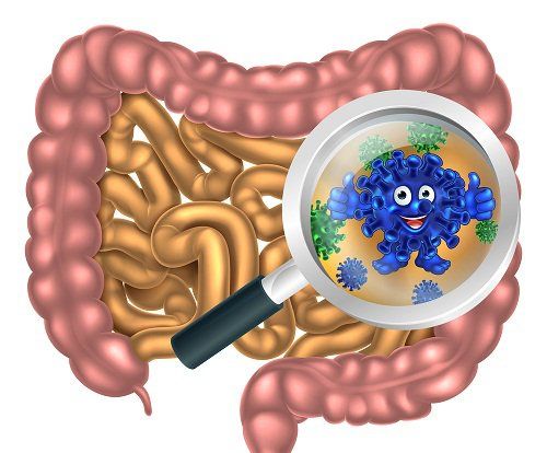 Bệnh nhiễm trùng đường ruột do vi khuẩn Campylobacter - Triệu chứng, nguyên nhân và cách điều trị