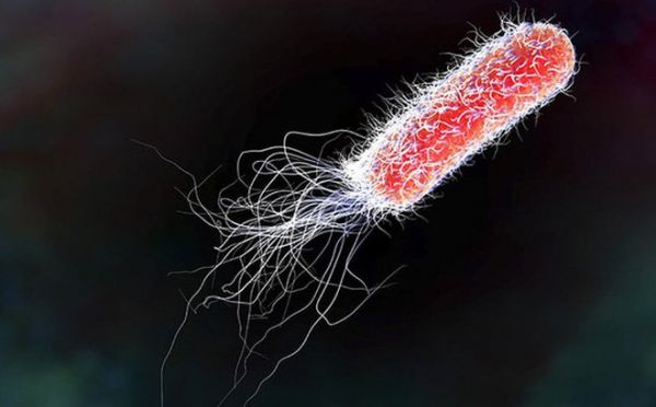 Bệnh nhiễm trùng Escherichia coli - Triệu chứng, nguyên nhân và cách điều trị