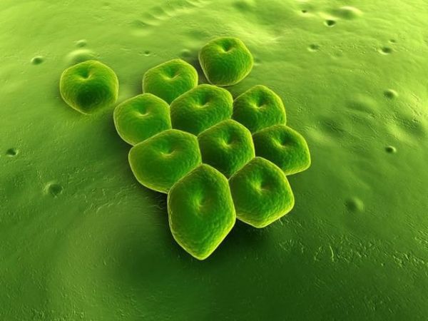 Bệnh nhiễm vi khuẩn acinetobacter baumannii - Triệu chứng, nguyên nhân và cách điều trị
