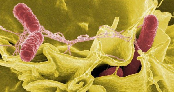 Bệnh nhiễm vi khuẩn Salmonella - Triệu chứng, nguyên nhân và cách điều trị