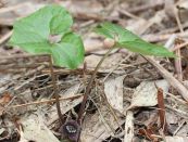 Biến hóa Blume - Chữa viêm phế quản