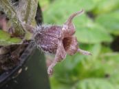 Biến hóa - Chữa tê thấp đau nhức