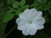 Bìm bìm chân cọp - Tác dụng trừ độc chó cắn