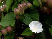 Bìm bìm dại, tác dụng lợi thuỷ tiêu thũng