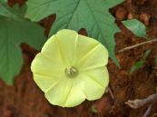 Bìm bìm lá nho - Tác dụng làm mát, lợi tiểu