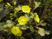 Bìm bìm vàng - Tác dụng thanh nhiệt