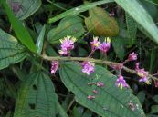 Mua sẻ tẽ bông - Trị ỉa chảy và lỵ