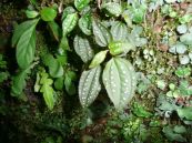 Mạy nát héo -  Tác dụng thanh nhiệt giải độc