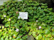 Mua thấp - Tác dụng thanh nhiệt giải độc