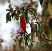 Mua thường - Tác dụng giải độc thu liễm