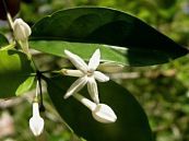 Mui - Chữa trị viêm phế quản