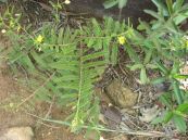 Muồng lá ngắn - Chữa huyết áp cao, mất ngủ, chàm, hắc lào, táo bón