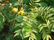 Muồng ngót - Tác dụng tiêu viêm giảm đau