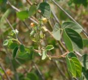 Muồng trĩn - Chữa trị ho