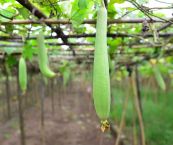 Mướp - Tác dụng thanh nhiệt giải độc