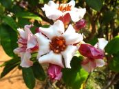 Mỵ ê - Tác dụng trợ tim