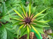 Thất diệp nhất chi hoa - Tác dụng thanh nhiệt giải độc