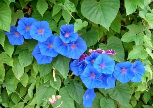 Bìm bìm lam - Tác dụng nhuận tràng