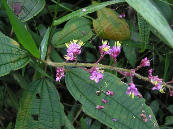 Mua sẻ tẽ bông - Trị ỉa chảy và lỵ