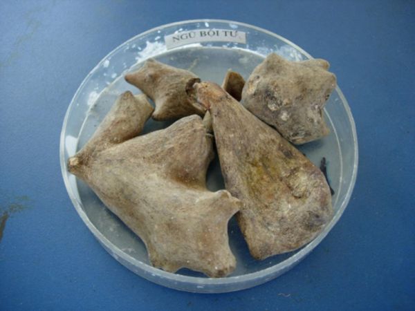 Muối  -Tác dụng dưỡng huyết giải độc